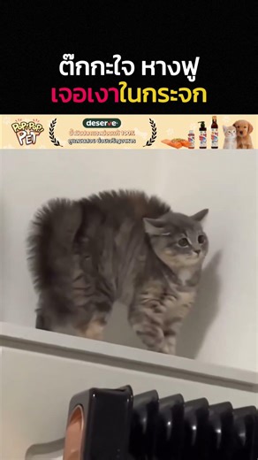 ต๊กกะใจ หางฟูเจอเงาในกระจก