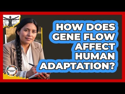 How Does Gene Flow Affect Human Adaptation?
