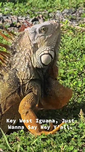 Key West Iguana… Mini Dino…Lol. #reptiles #invasivespecies #cute #iguanas🦎 #babydino