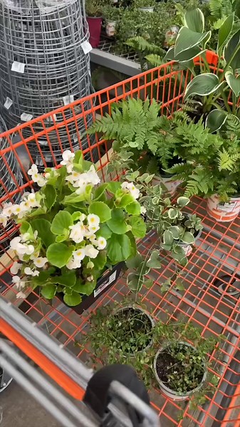 TikTok - Make Your Day