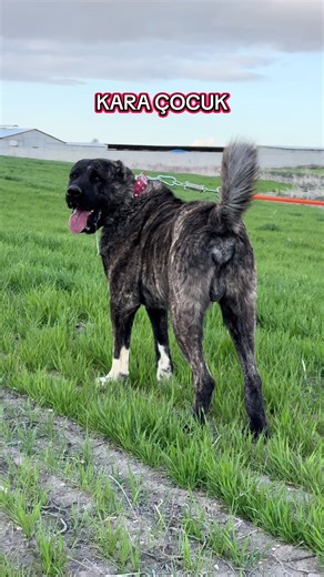 Kara Çocuk: Şampiyon Kangal Köpeği Hakkında