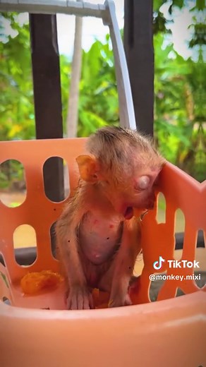 Adorable Pet Monkeys Compilation - Cute Baby Monkeys Videos