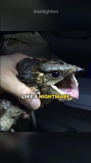 The Great Eared Nightjar Has A Haunting Call #shorts
