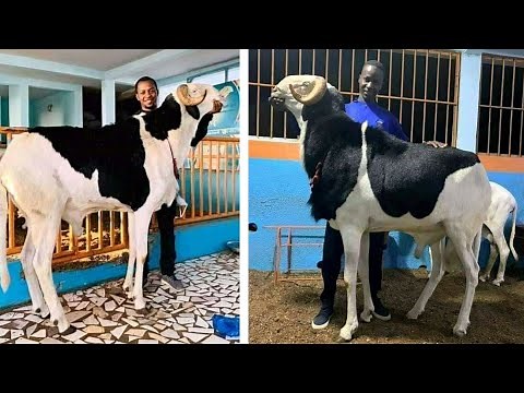 La race Ladoum , la race ovine la plus étrange du Sénégal ! | Nature Lover