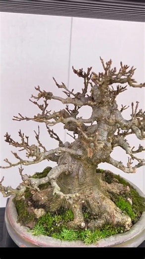 The old trident maple 🍂 Shohin exhibition