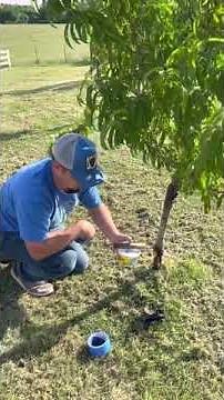 🐛 How to keep the bugs off your peach trees!! 🐛 🐜