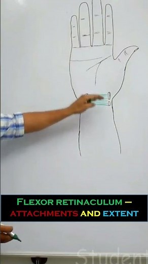Flexor retinaculum - attachments and extent - Full video in description #anatomymadeeasy #anatomy