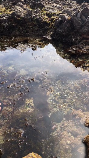 Mesmerizing Sea Hare in its Natural Habitat | Nature Vibes