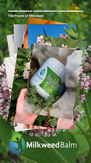 Why Milkweed? Milkweed has been trusted for generations—its silky fibers and nutrient-rich oil offer natural soothing and hydrating benefits. Our mission is to bring this ancient plant forward, creating products that are botanical, safe, and sustainable. No harsh chemicals. No shortcuts. Just pure comfort and radiant skin. Learn more at www.milkweedbalm.com | Milkweed Balm | Facebook