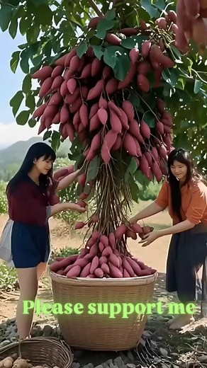 1.1K reactions · 17 shares | Different types fruits #farming #agriculture #reels #viral | Lodhi Sonu Rajput | Facebook