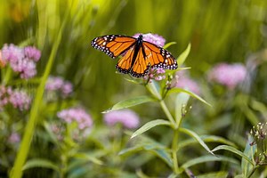 Bleu, noir ou blanc… la couleur d’un papillon chez vous aurait une signification spirituelle forte