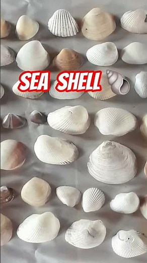 Sea shell 🐚 🐚 🐚 exhibition at srinagar Kashmir