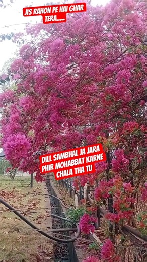 Dill sambhal ja jara phir Mohabbat karne Chala tha tu #song #viralsong #sad #sadstatus #nicesong