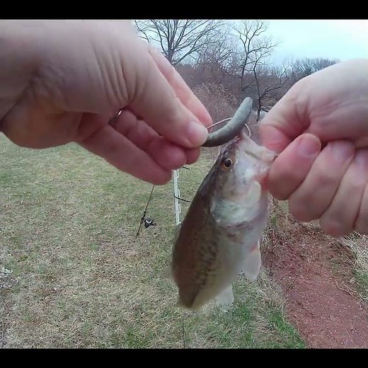 Early Spring Bass on an EWG Ned Rig
