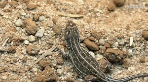 Victorian grassland earless dragon: New video released after rediscovery