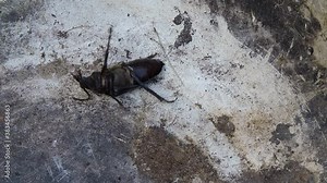 A large black beetle lies upside down on a gray white surface and tries to roll over on its paws