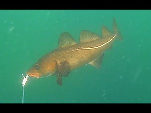 UNDERWATER VIDEO: Jig Fishing for Cod in Shallow Water