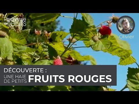 Découverte : une haie de petits fruits rouges