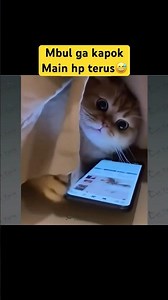Afraid of being caught playing on his phone, the cat hides from his mother😅 #cutecat #cat #funny ...