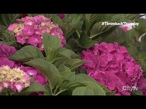 A no-fuss guide to growing your own hydrangeas