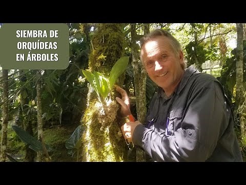 Planting orchids on trees - Mounting techniques