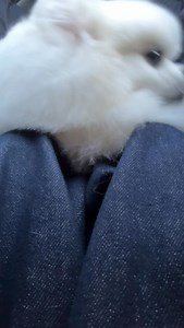 Fluffy baby ☁️😶‍🌫️ | planet.of.poms