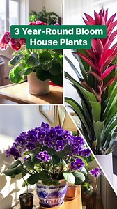 2.5K views · 84 reactions | 3 Year-Round Bloom House Plants. Elevate your indoor space with Year-Round Bloom House Plants!  Discover the vibrant Gloxinia's velvety petals, Bromeliads' colorful rosettes, and the easy-care African Violet's bursts of color.  Pet-safe and perfect for any home. Brighten up your life today!  #HousePlants #IndoorBlooms #PetFriendlyGarden #blooming | RootGrowings | Facebook