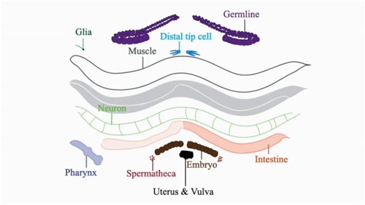 New ‘aging atlas’ provides a detailed map of how cells and tissues age