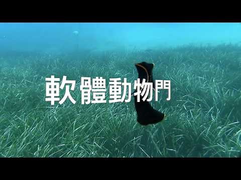 科學上線（四下）：動物分類（七）：無脊椎動物