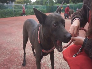 71 reactions | 1130309 板橋動物之家--籠號: 舊A05 / 編號:...