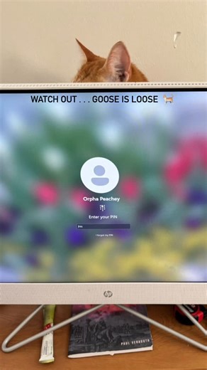 Orpha Peachey on Instagram: "f you hear strange noises in unexpected places… Goose is loose. And Goose 🐈 is not a goose. 🪿He’s Krysanthe’s beloved cat. This little adventurous king (fully aware he’s special 😅) pops up in places that make zero sense — behind my computer screen, inside cabinets, casually cleaning out drawers, all in the name of “helping” with work. Do you have a cat that tries to help too? 😅 Goose gives the sweetest welcome home every single day. He loves being part of my rout