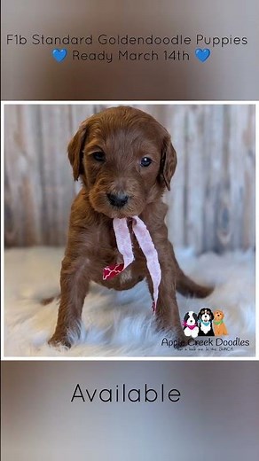 F1b Standard Goldendoodle Puppies - Ready March 14th.
