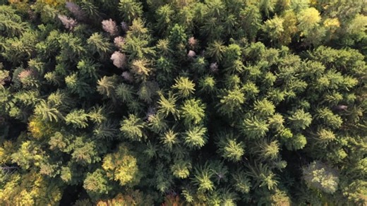 Sequoia Videos: Download 4+ Free 4K & HD Stock Footage Clips - Pixabay