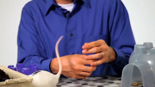 Watch Pet Rat Varieties on Amazon Live