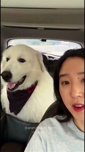 dogs being idiots #cutegolden #funny #funnypets #pets #funnyanimals #funnydogs #animals #petvideos