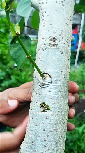 very simple grafting technique 🤩🌳😁 #grafting #nature #garden #flowers #diy