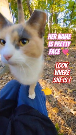 Got Some Pretty Lap! ❤️ Beautiful Calico Cat #shorts