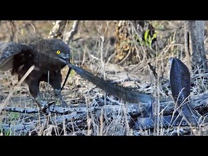 Cobra vs Brown Snake Eagle #WildLife | Ruby Life