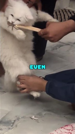 This Stubborn Kitty Refused to Drop It #trending #animals #pets