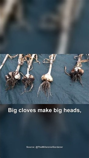 How to Grow Garlic from $1 Grocery-Store Bulbs