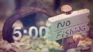 Fish Tank - Countdowns 5-Minute