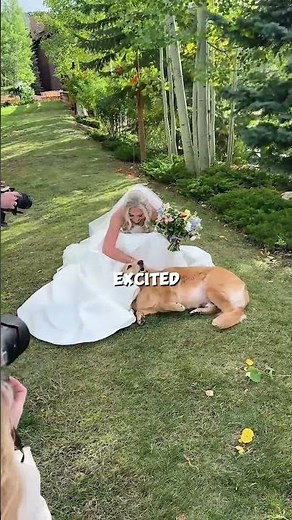 Dog Poses with Bride on Wedding Day 🐶 | Adorable Moments Captured