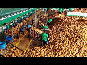 The Astonishing Coconut Production Process and its Versatile Byproducts - Coconut Fiber Products