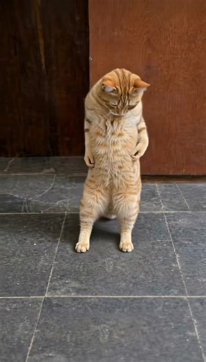 Kitty Grooves 🐈 (@kitty.grooves)’s videos with original sound - Amberthemain.