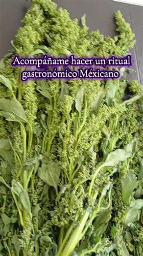 #trend #tiktok #mexico🇲🇽 #Gastronomia #ritual El huauzontle: planta prehispánica de importancia religiosa y alimenticia. El huauzontle es una planta de consumo tradicional que México dio al mundo. Su nombre proviene del náhuatl huauhtzontli, donde huauhtli es bledo, y tzontli, cabello; esto es, cabello o maleza del bledo, nombre que deriva de su forma ramificada. En tiempos de los aztecas, esta planta se consumía hervida, pero a la llegada de los españoles se prohibió su cultivo debido a que, 