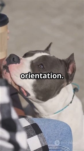 Dogs Navigate Houses Using SMELL Not Vision?