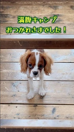 慣れないキャンプでも朝からもりもり食べるキャバリアの子犬