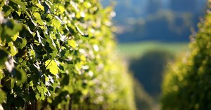 Eden Research CEO talks revenue growth and latest Ecovelex regulatory win