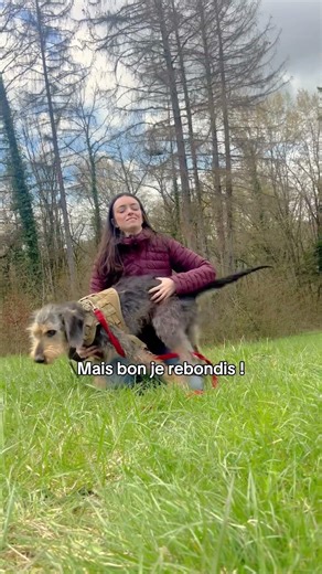 Adopté puis ramené 6 jours après… chien griffon à adopter