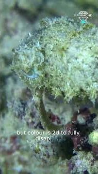 The Cuttlefish: Nature’s Biological OLED Display #science